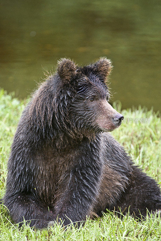 棕熊(Ursus arctos)是熊科的一种杂食性哺乳动物，分布在欧亚大陆北部和北美的大部分地区。阿拉斯加海军部岛的派克溪。一只小熊坐在小溪边。汤加斯国家森林。